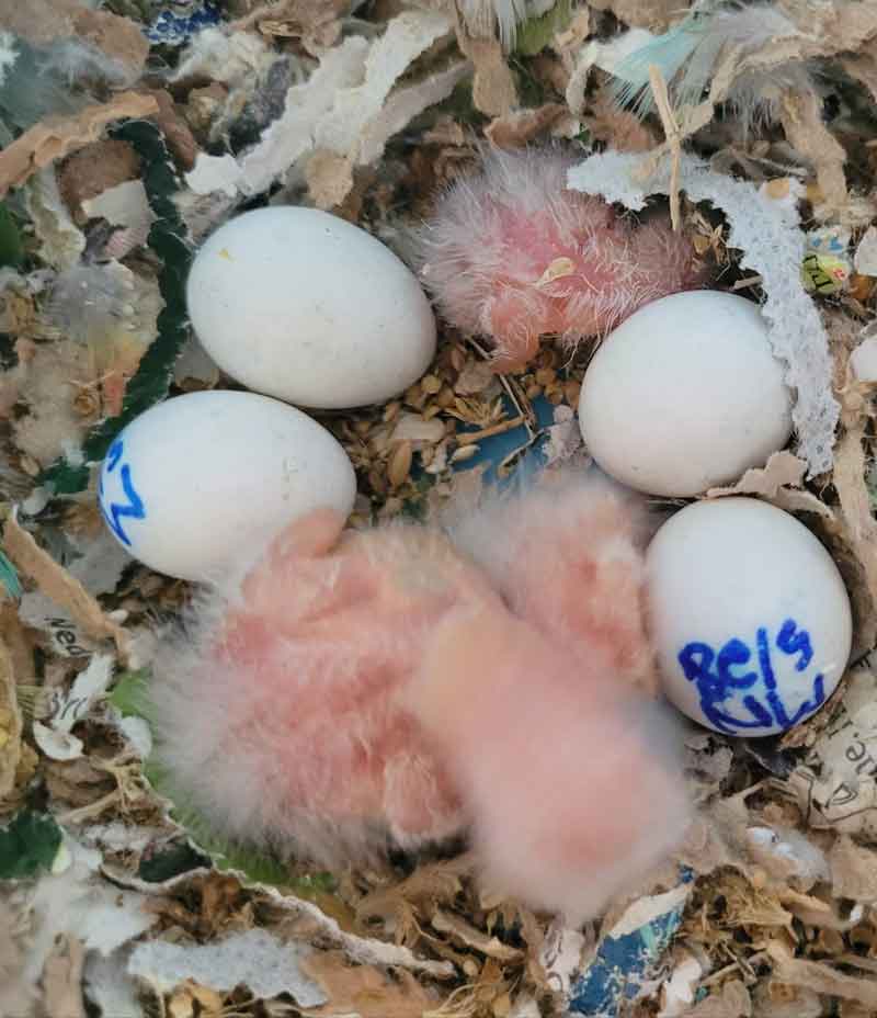 babies